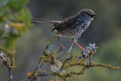 Fleckenprinie (Prinia maculosa)