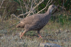 Kapfrankolin (Francolinus capensis)