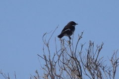 Würgerschnäpper (Melaenornis silens)