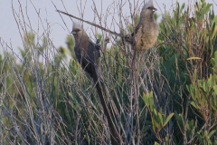 Braunflügel-Mausvogel (Colius striatus)