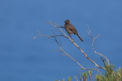 Zweifarben-Glanzstar (Lamprotornis bicolor)