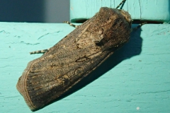 Saateule (Agrotis segetum)
