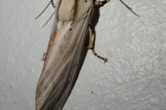 Dreifarbiger Tigerfalter (Rhodogastria amasis)