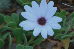 Kapkörbchen (Osteospermum)