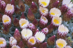 Strohblume indet. (Helichrysum indet.)