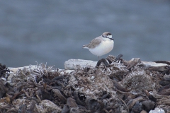 Weißstirn-Regenpfeifer (Charadrius marginatus)