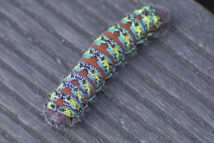 Nudaurelia cytherea