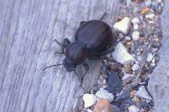 Psammodes gibbus