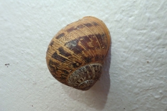 Gefleckte Weinbergschnecke (Cornu aspersum)