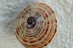 Unbekannte Schnecke