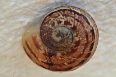 Unbekannte Schnecke
