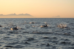 Großer Tümmler (Tursiops truncatus)