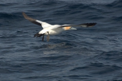 Kaptölpel (Morus capensis)