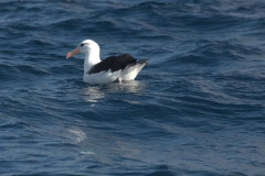 Schwarzbrauenalbatros (Thalassarche melanophrys)