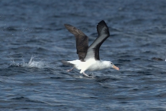 Schwarzbrauenalbatros (Thalassarche melanophrys)