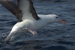 Schwarzbrauenalbatros (Thalassarche melanophrys)