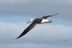 Schwarzbrauenalbatros (Thalassarche melanophrys)