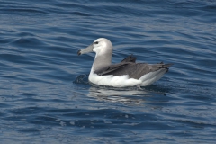 Weißkappenalbatros (Thalassarche cauta)