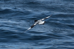 Kapsturmvogel (Daption capense)