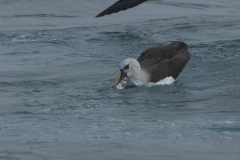 Atlantic yellow-nosed albatross (Thalassarche chlororhynchos)