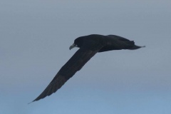 Weißkinn-Sturmvogel (Procellaria aequinoctialis)