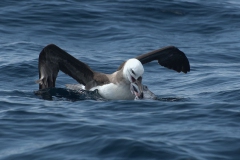 Schwarzbrauenalbatros (Thalassarche melanophrys)