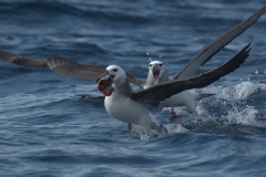 Schwarzbrauenalbatros (Thalassarche melanophrys)