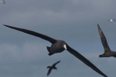 Riesensturmvogel (Macronectes giganteus)