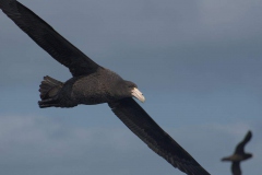 Riesensturmvogel (Macronectes giganteus)