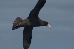 Riesensturmvogel (Macronectes giganteus)