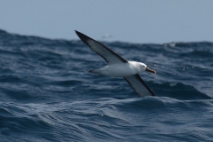 Indian yellow-nosed albatross (Thalassarche carteri)