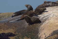 Südafrikanischer Seebär (Arctocephalus pusillus)