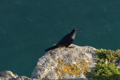 Rotschwingenstar (Onychognathus morio)