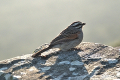 Kapammer (Emberiza capensis)