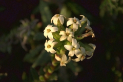 Crassula fascicularis