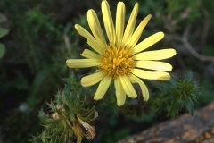 Kap-Schlangendistel (Cullumia squarrosa)