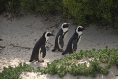 Brillenpinguin (Spheniscus demersus)