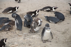 Brillenpinguin (Spheniscus demersus)