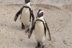 Brillenpinguin (Spheniscus demersus)