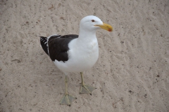 Kapmöwe (Larus dominicanus subsp. vetula)