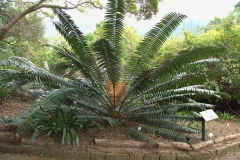 Encephalartos paucidentatus