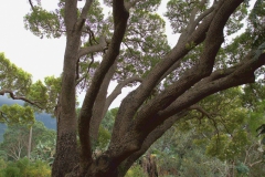 Kampferbaum (Cinnamomum camphora)