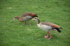 Nilgans (Alopochen aegyptiaca)