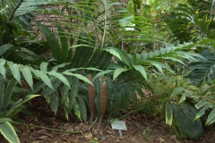 Stangeria eriopus