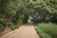 Im Kirstenbosch Botanischer Garten
