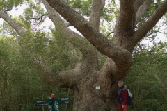 Was für ein dicker Baum im Kirstenbosch Botanischer Garten.