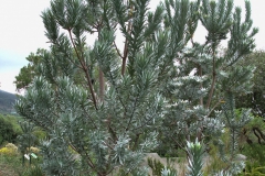 Leucadendron argenteum