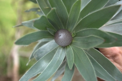 Leucadendron argenteum (Blüte)