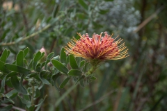 Nickendes Nadelkissen (Leucospermum cordifolium)