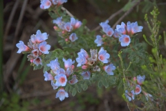 Lobostemon fruticosus